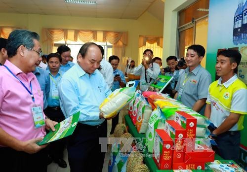 Sustainable rice production in the Mekong delta - ảnh 1